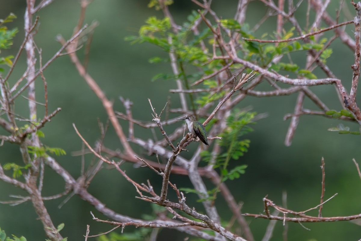 Ruby-throated Hummingbird - ML647872162