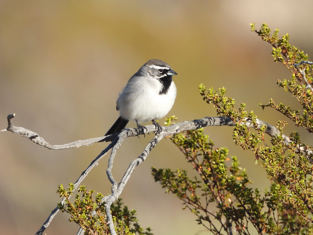 svartstrupespurv - ML647872168