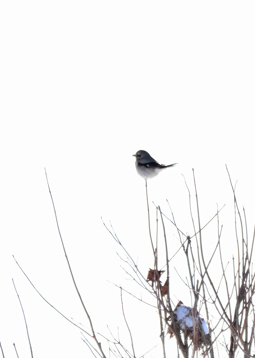 ťuhýk severní - ML647872170