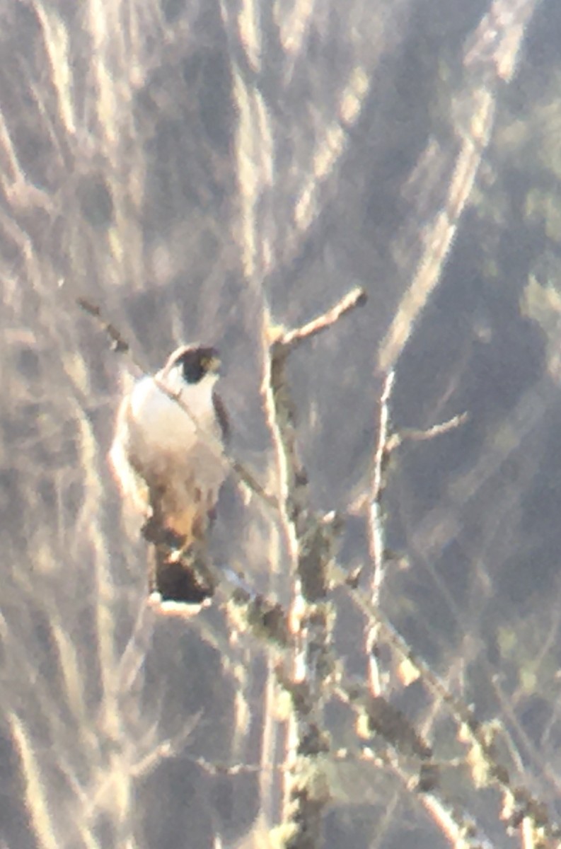 遊隼 - ML647872172