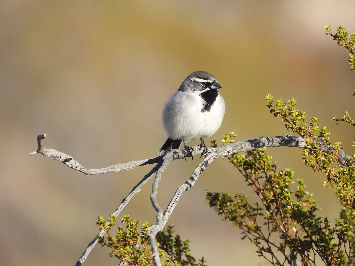 svartstrupespurv - ML647872173