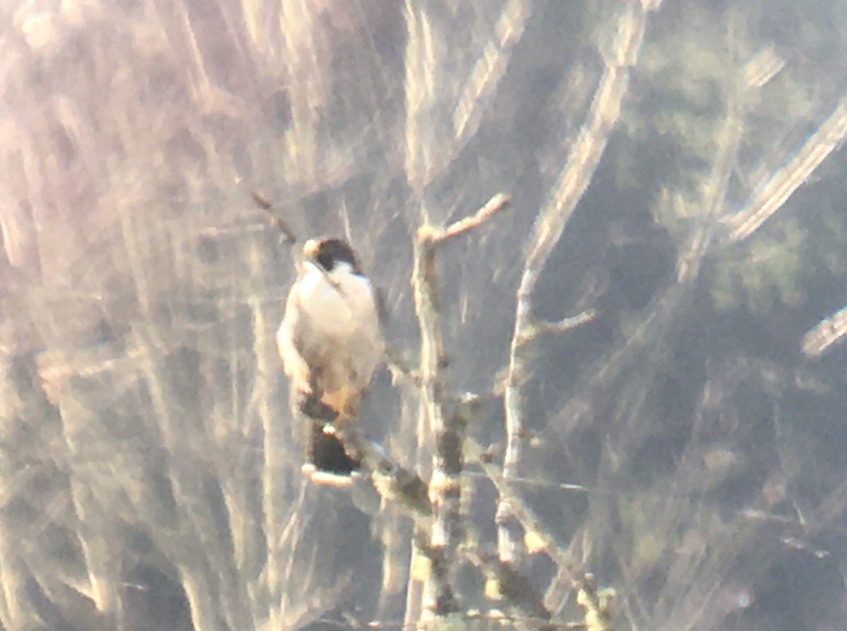 遊隼 - ML647872177