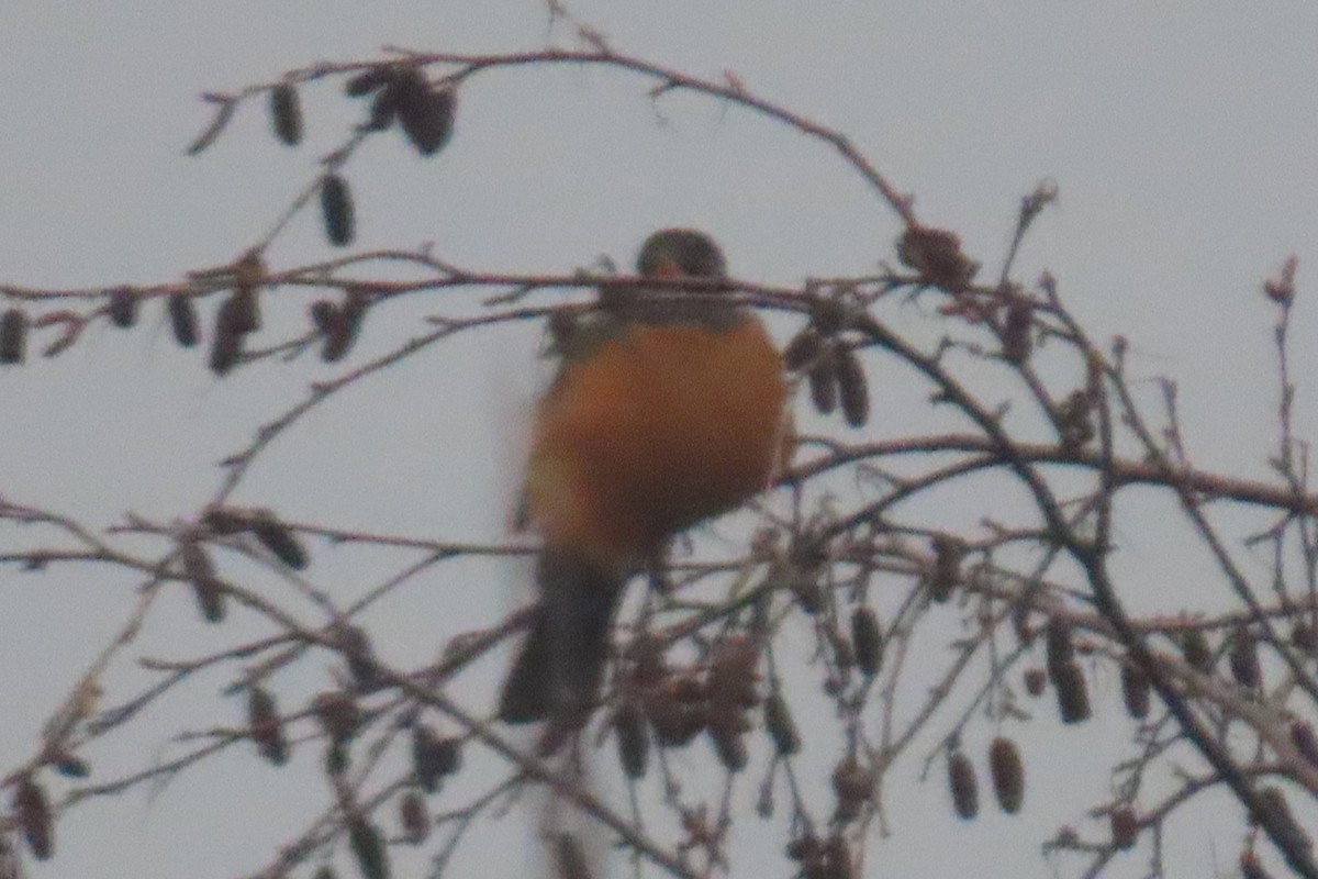 American Robin - ML647872180