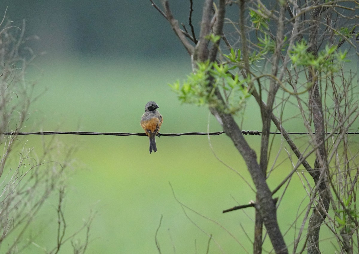 Чернозобый просяночник - ML647872181