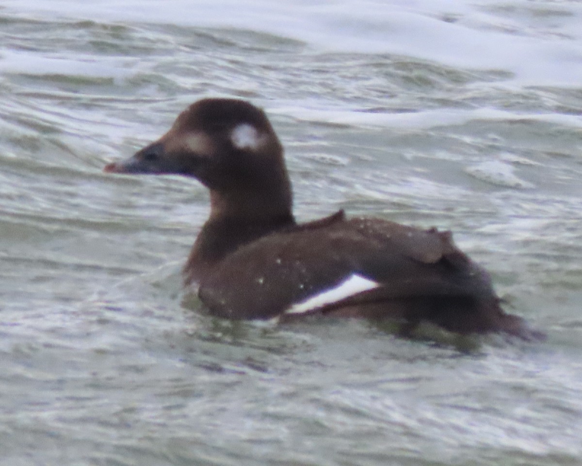 Белокрылый турпан - ML647872185