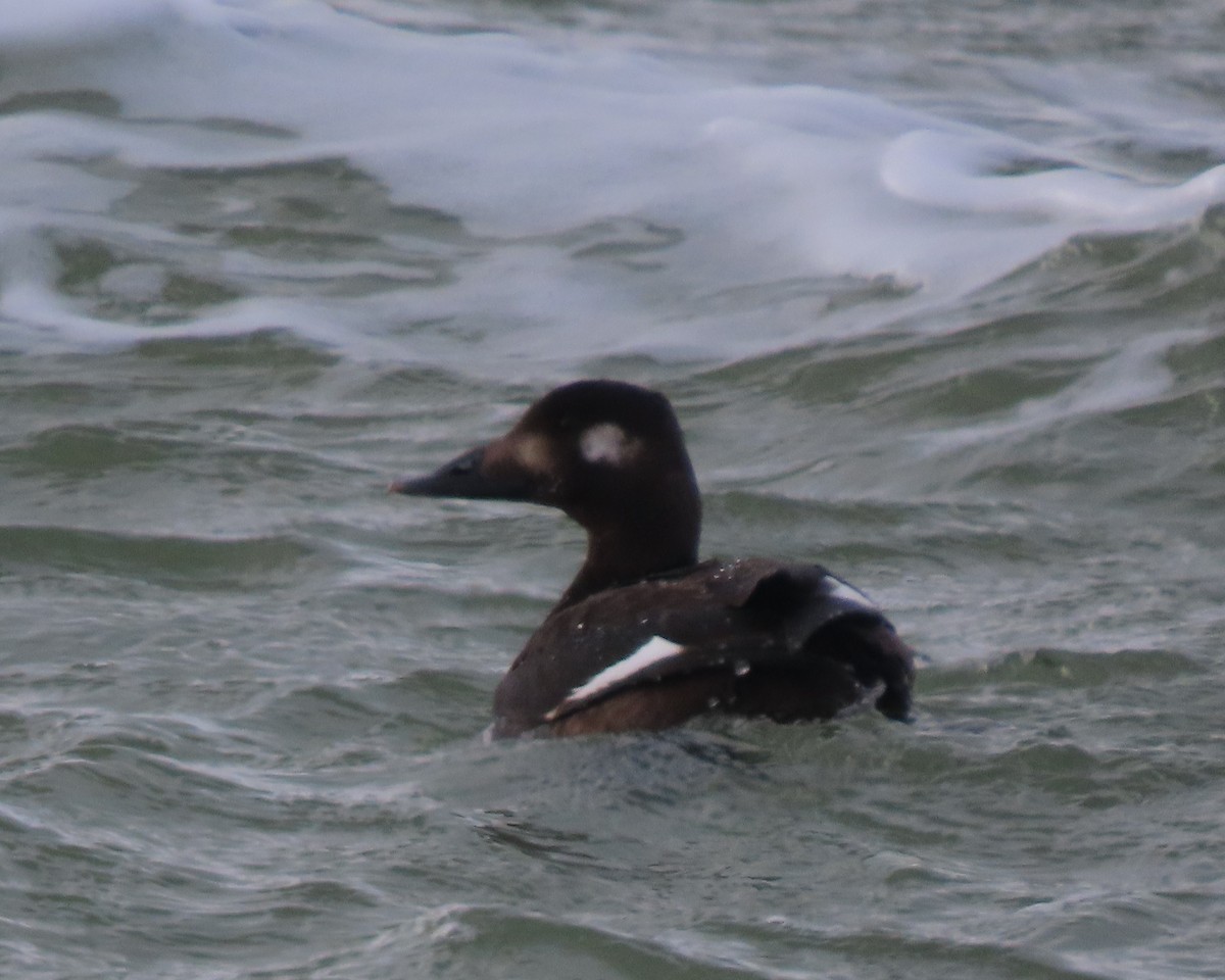 Белокрылый турпан - ML647872186