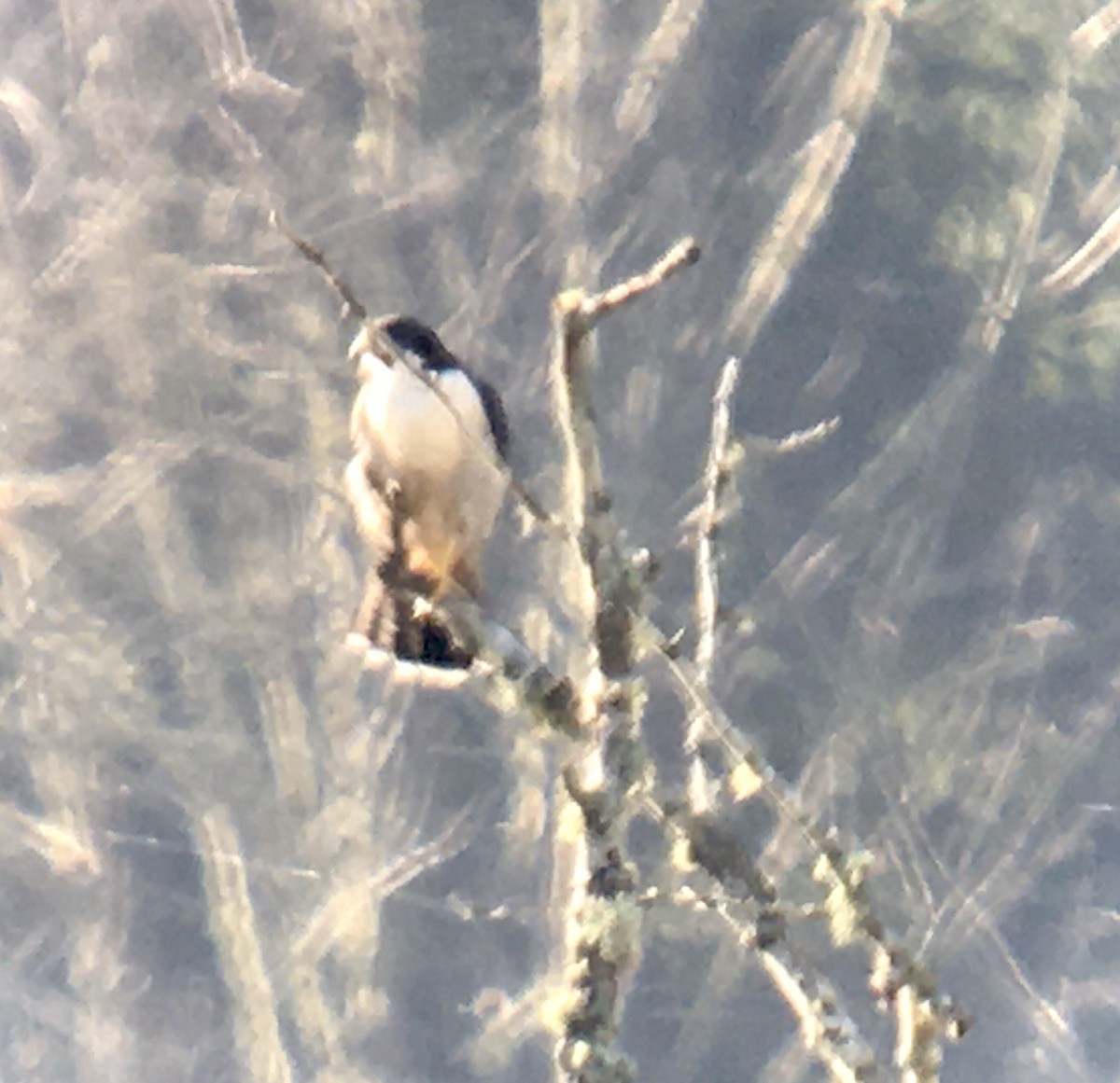 遊隼 - ML647872187