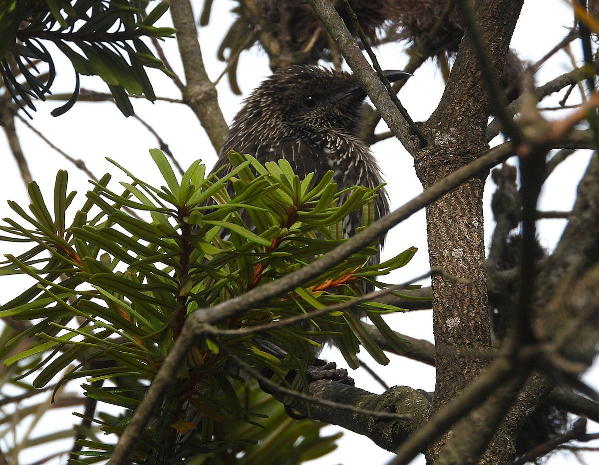Рыжекрылый серёжкоух - ML647872188