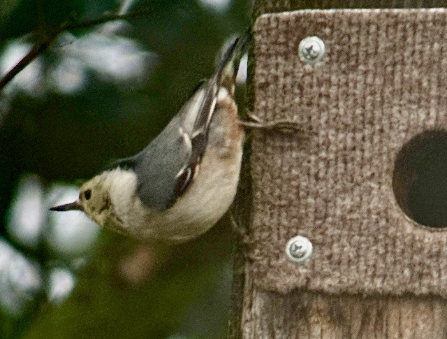 White-breasted Nuthatch - ML647872191