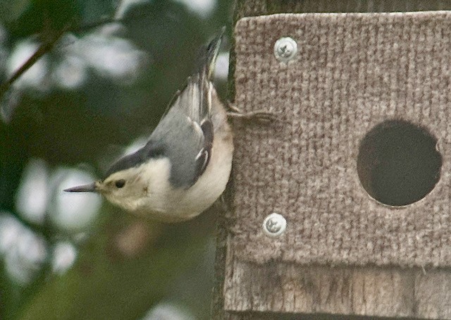 White-breasted Nuthatch - ML647872192