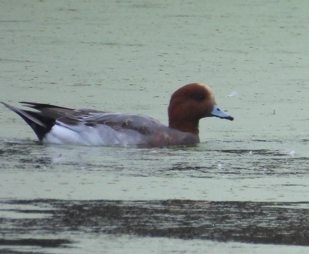 Свиязь - ML647872194