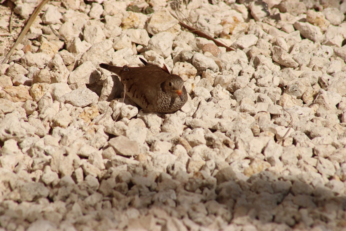 Воробьиная земляная горлица - ML647872196