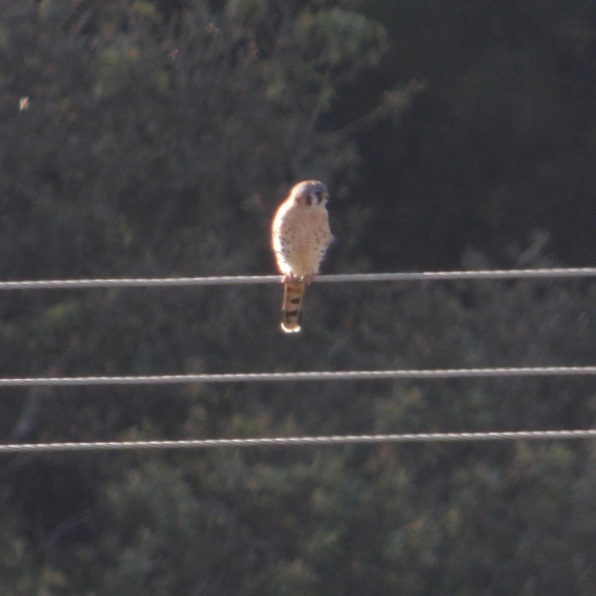 Воробьиная пустельга - ML647872197