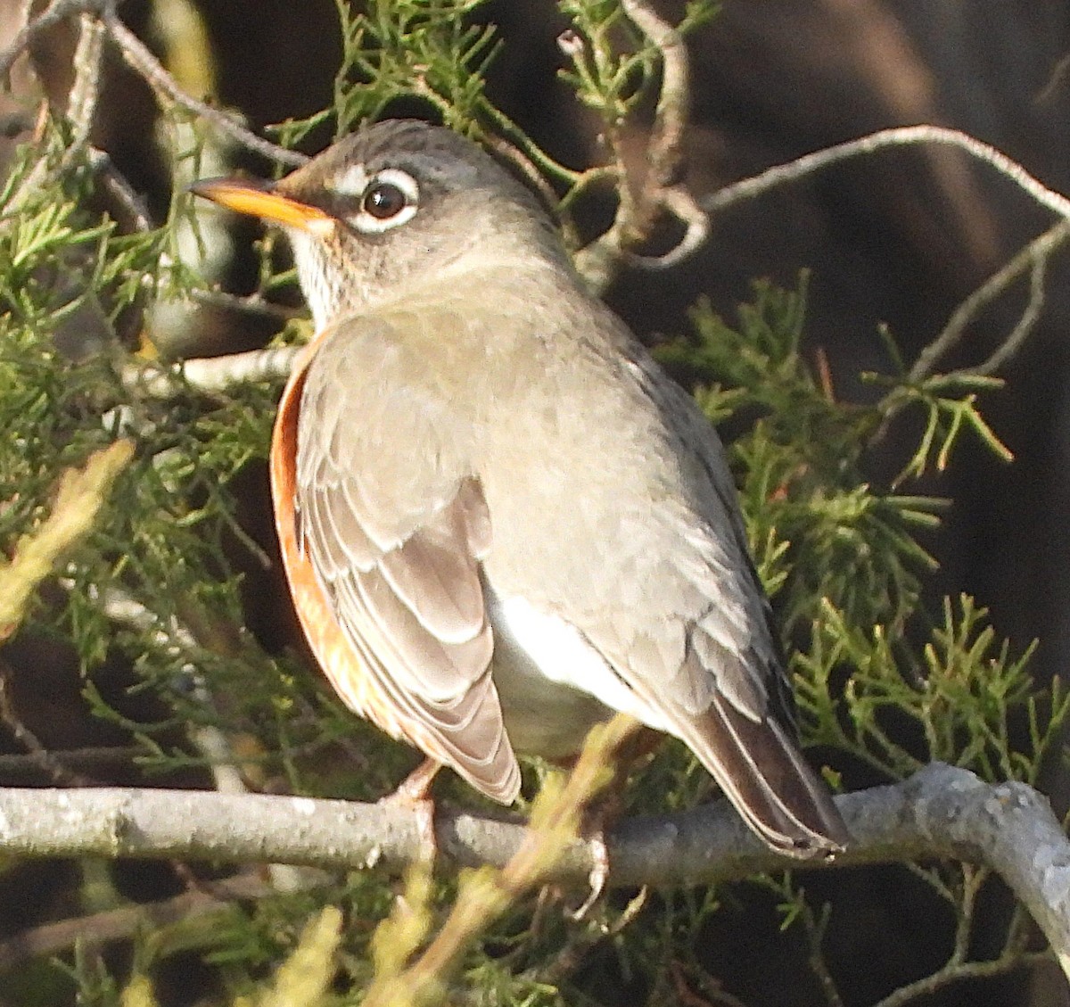 Странствующий дрозд - ML647872199