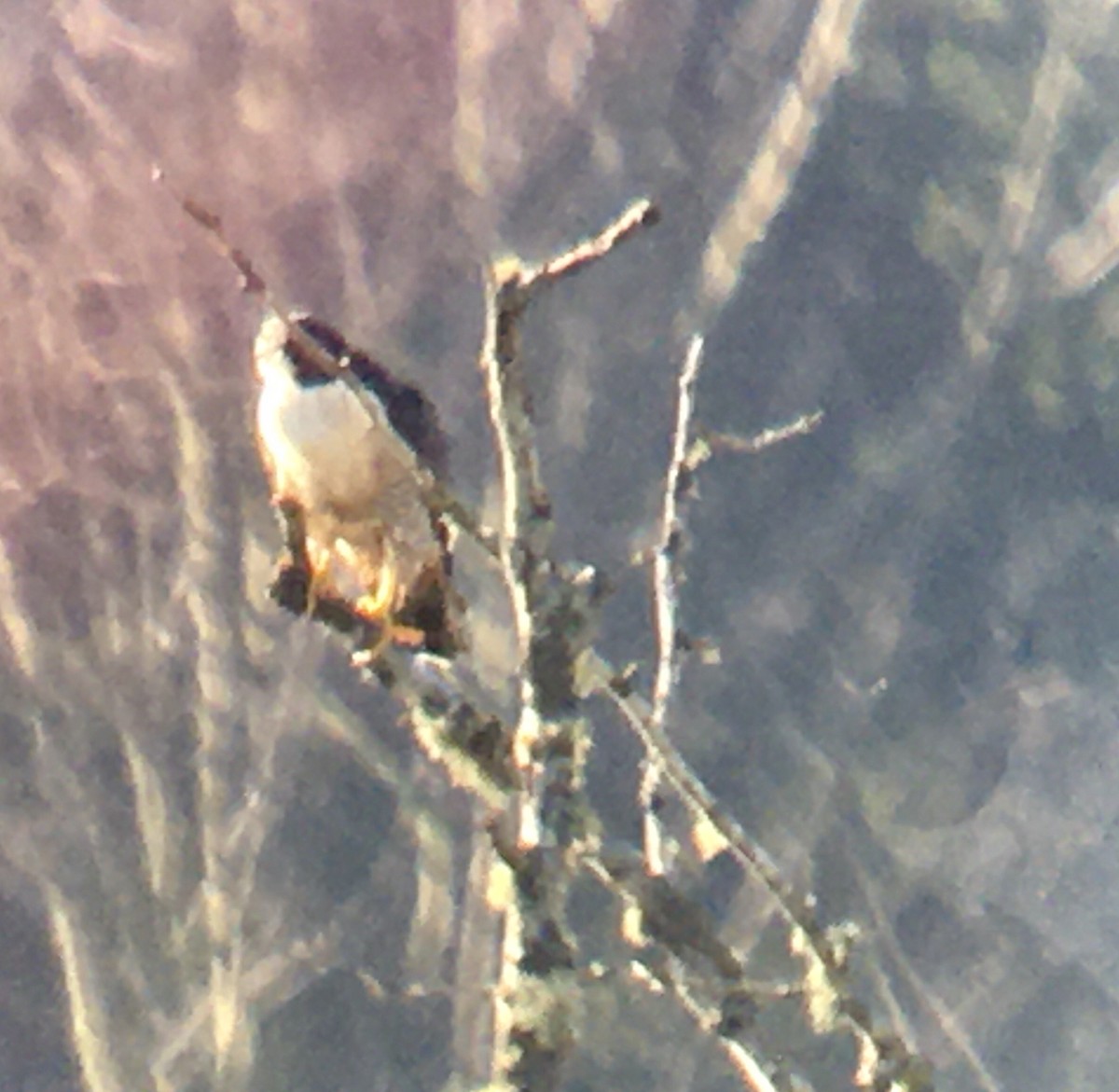 Сапсан - ML647872200