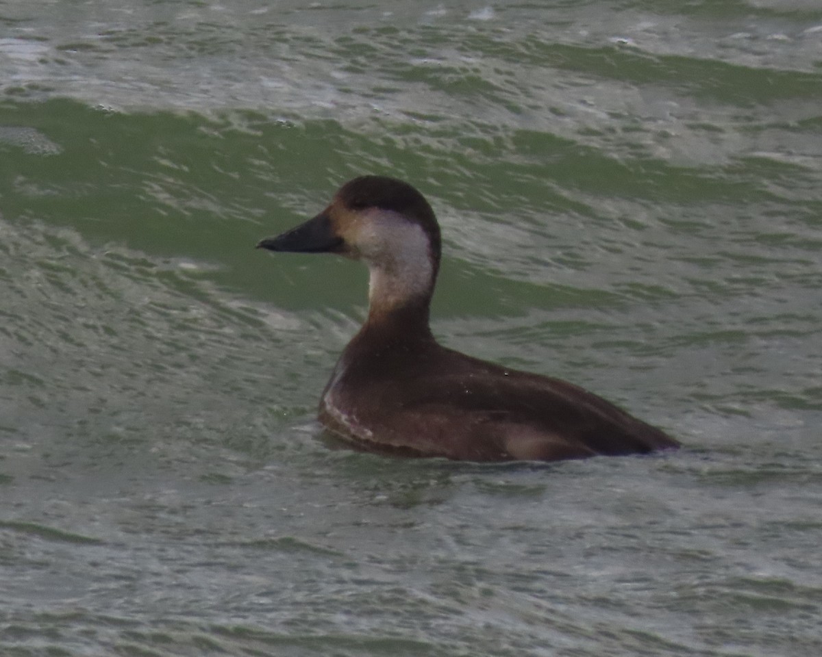 Американская синьга - ML647872201