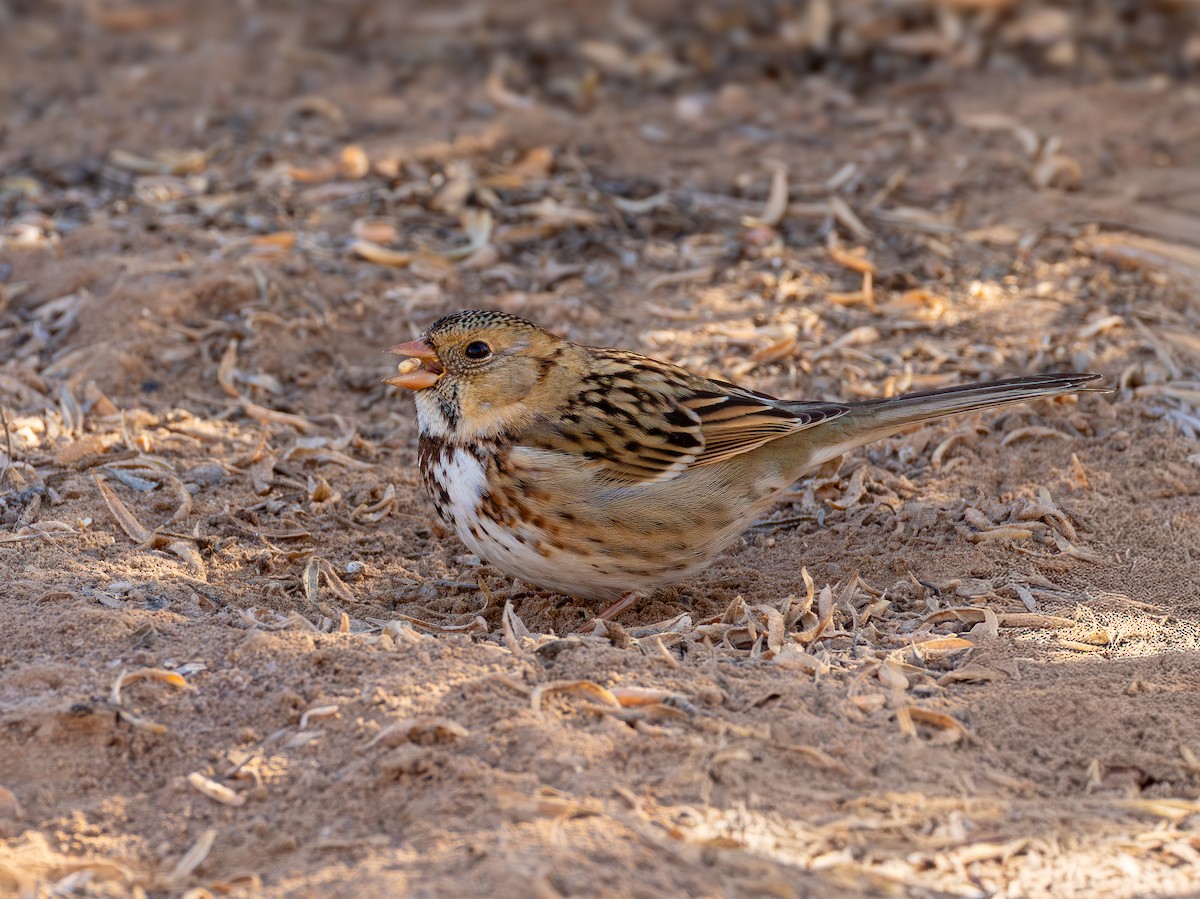 Лесная зонотрихия - ML647872202
