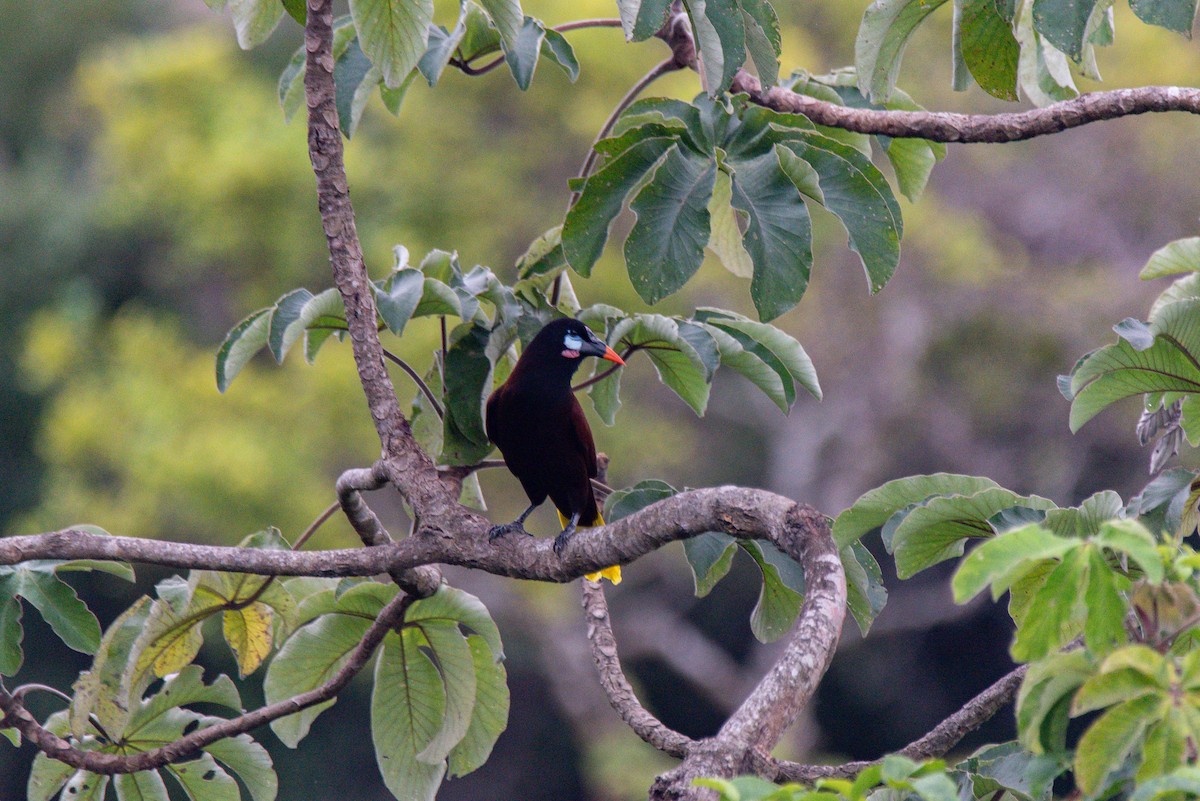 Оропендола-монтесума - ML647872206