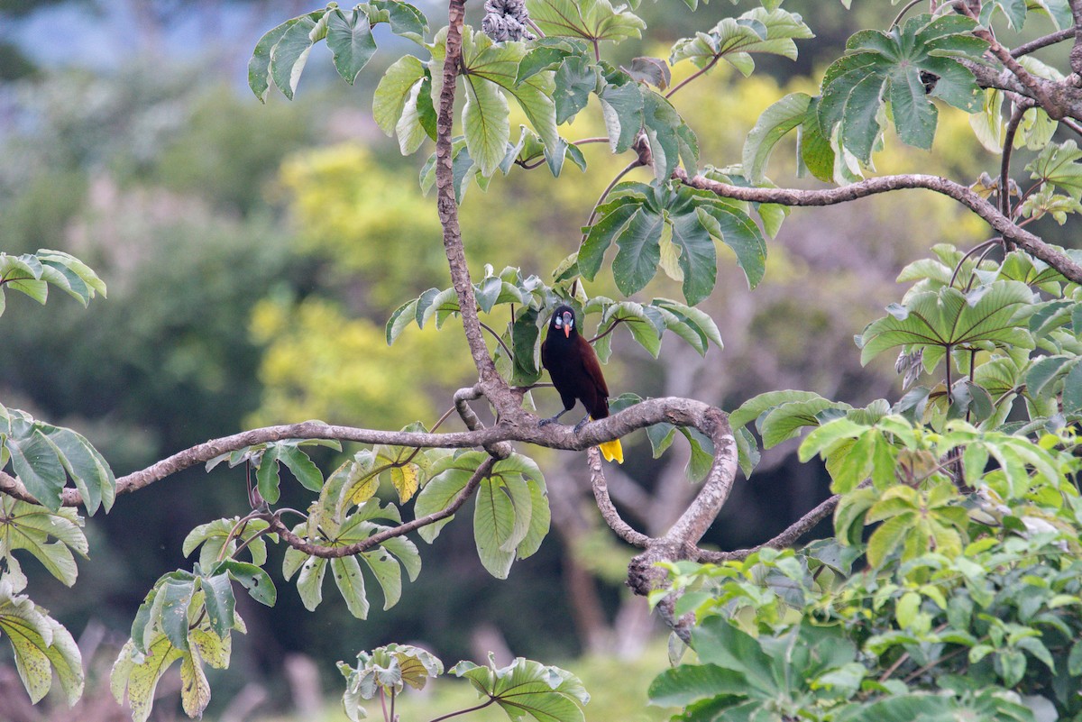 Оропендола-монтесума - ML647872207