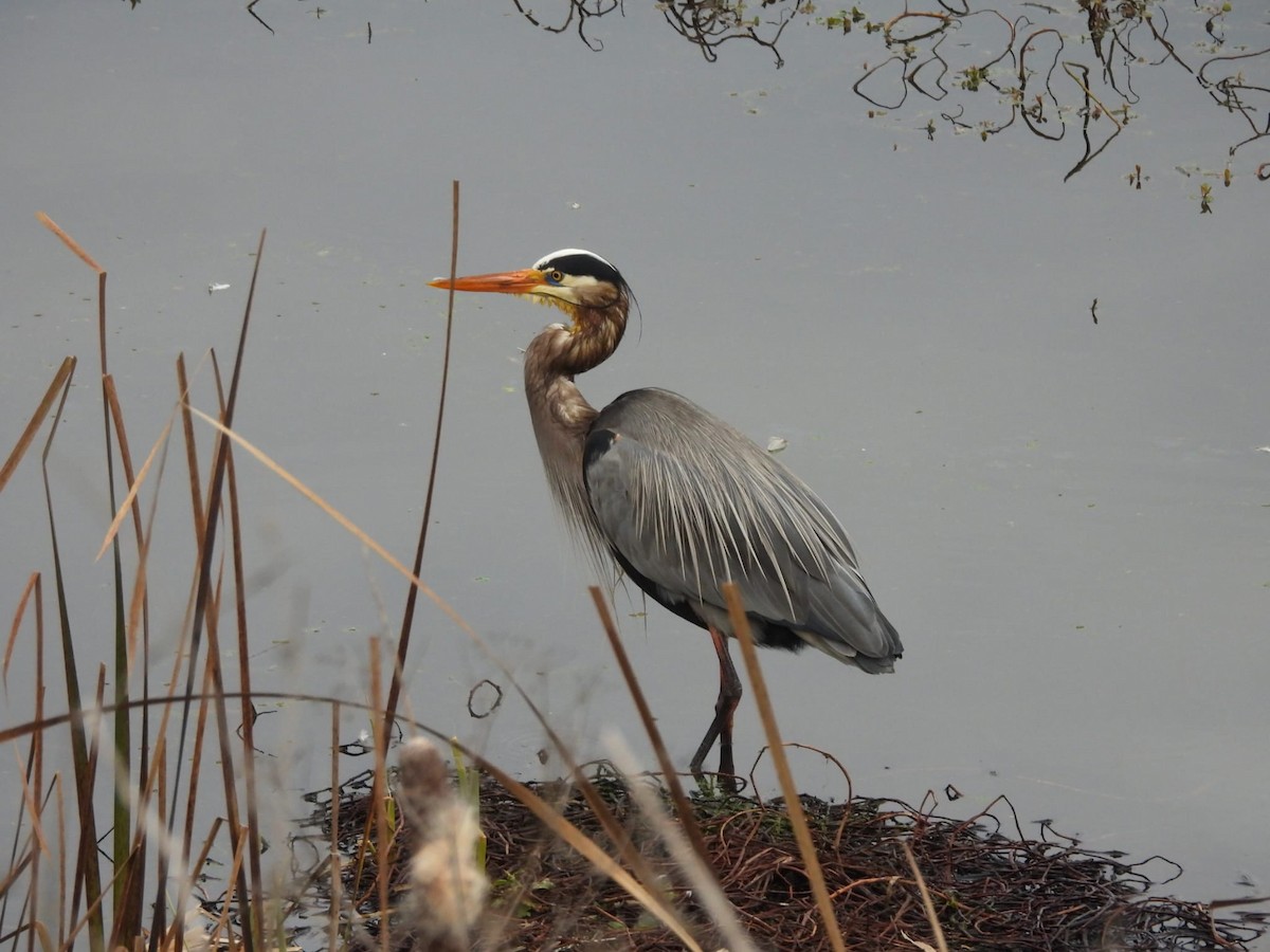 Большая голубая цапля - ML647872208