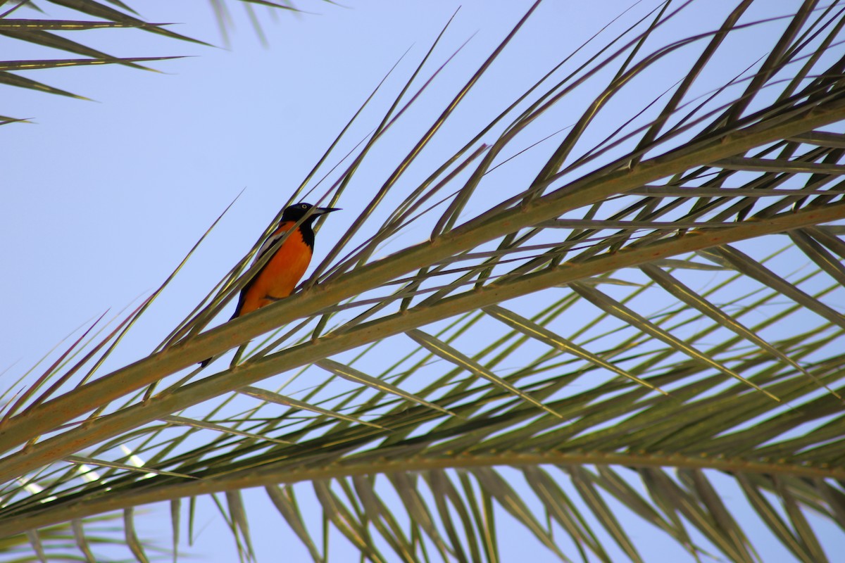 Цветной трупиал - ML647872210