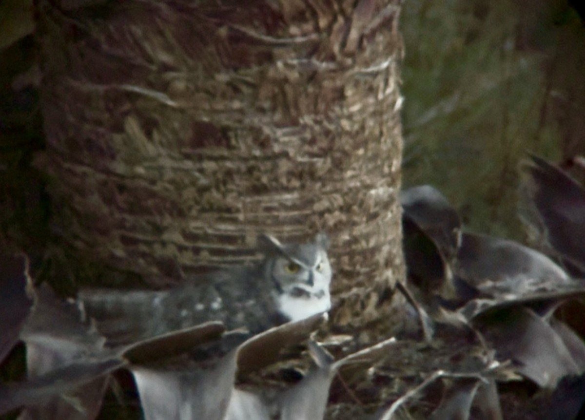 Виргинский филин - ML647872212