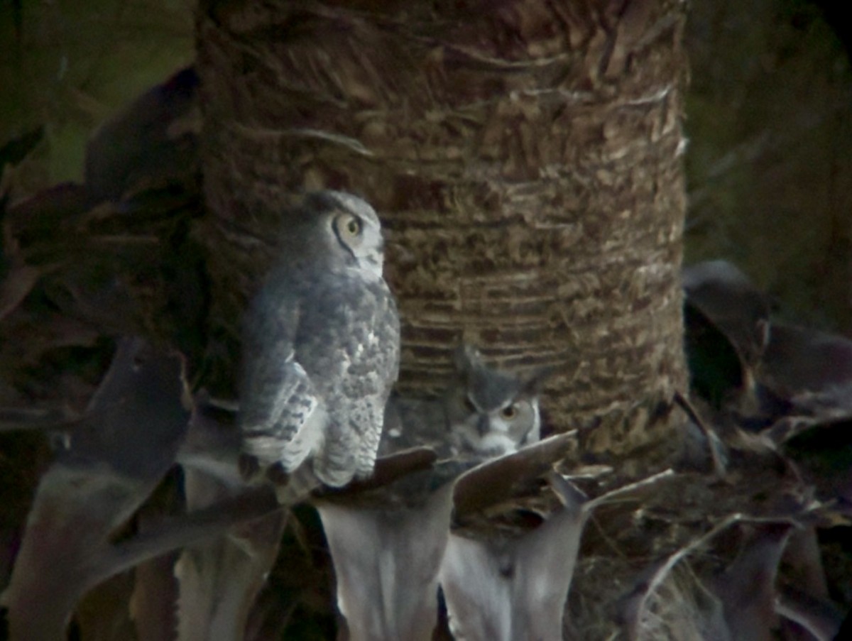 Виргинский филин - ML647872213