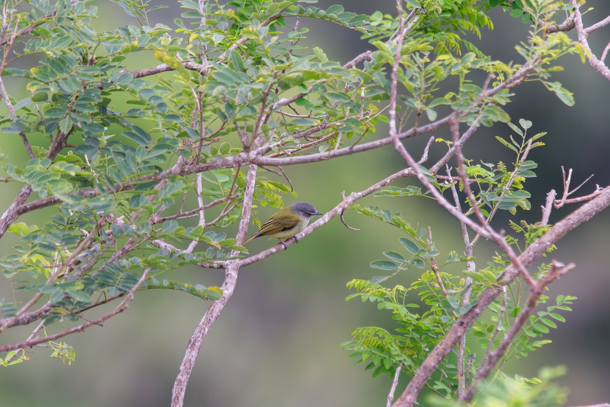 Желтоватый мухоед - ML647872214