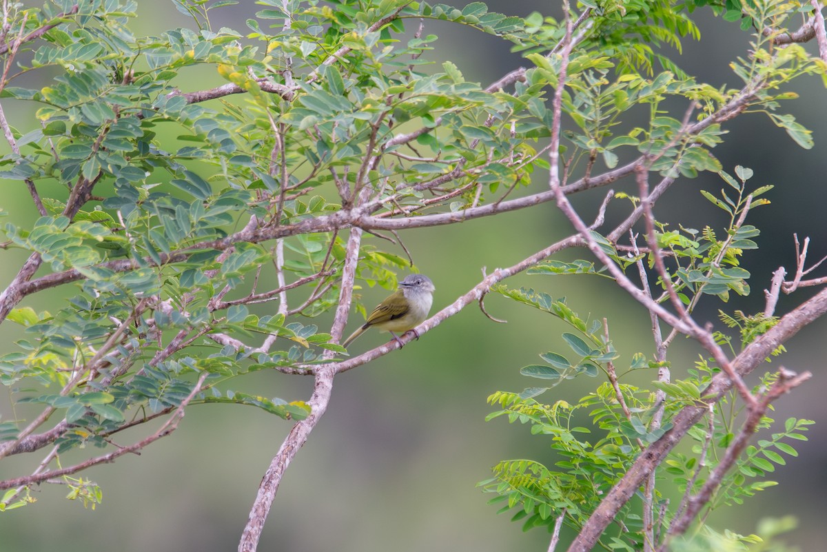 Желтоватый мухоед - ML647872215