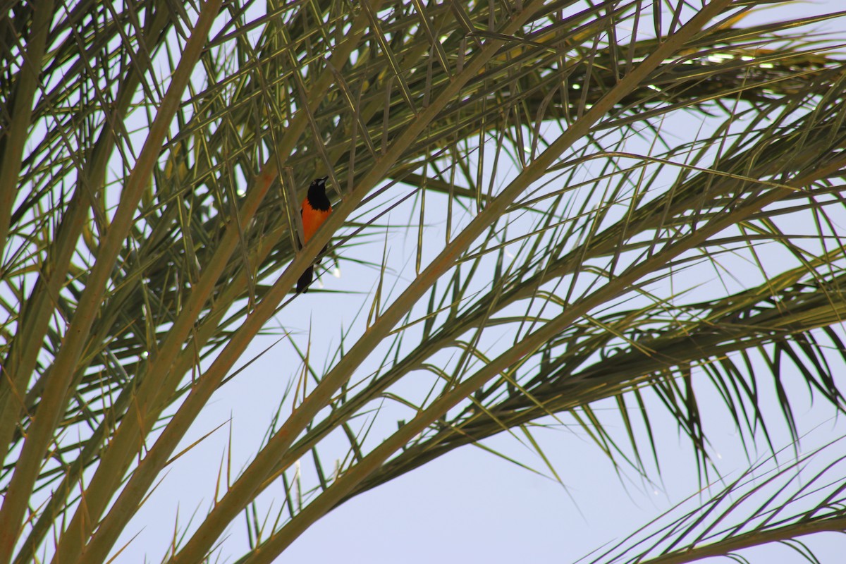 Цветной трупиал - ML647872216