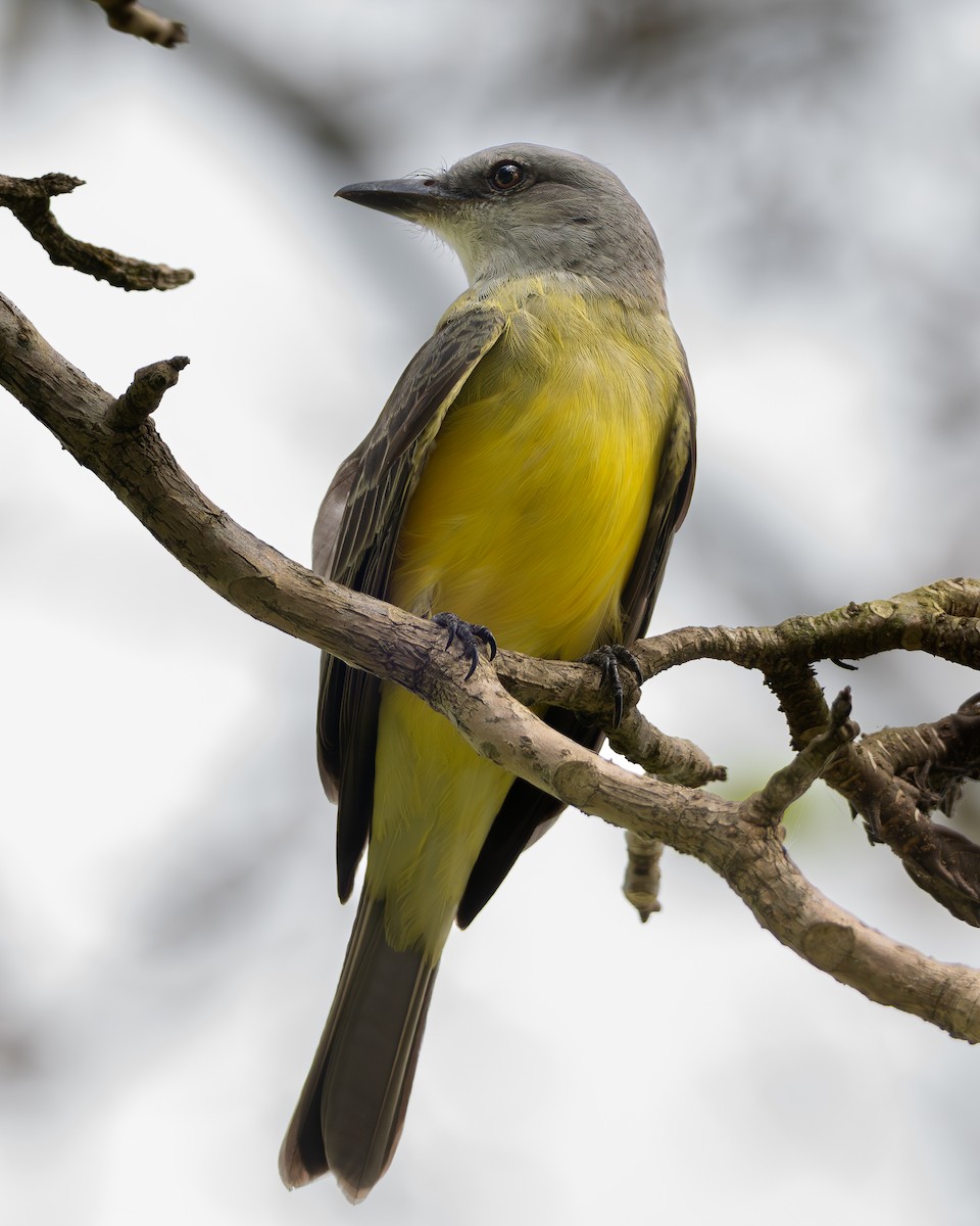 Королевский тиранн - ML647872217