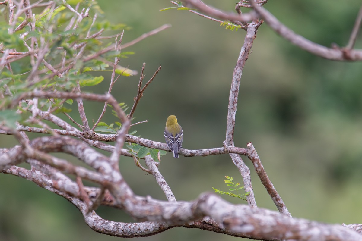 Желтогорлый виреон - ML647872218