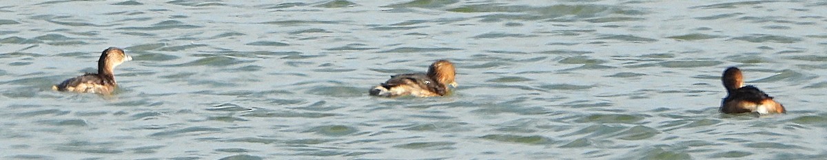 Пестроклювая поганка - ML647872219