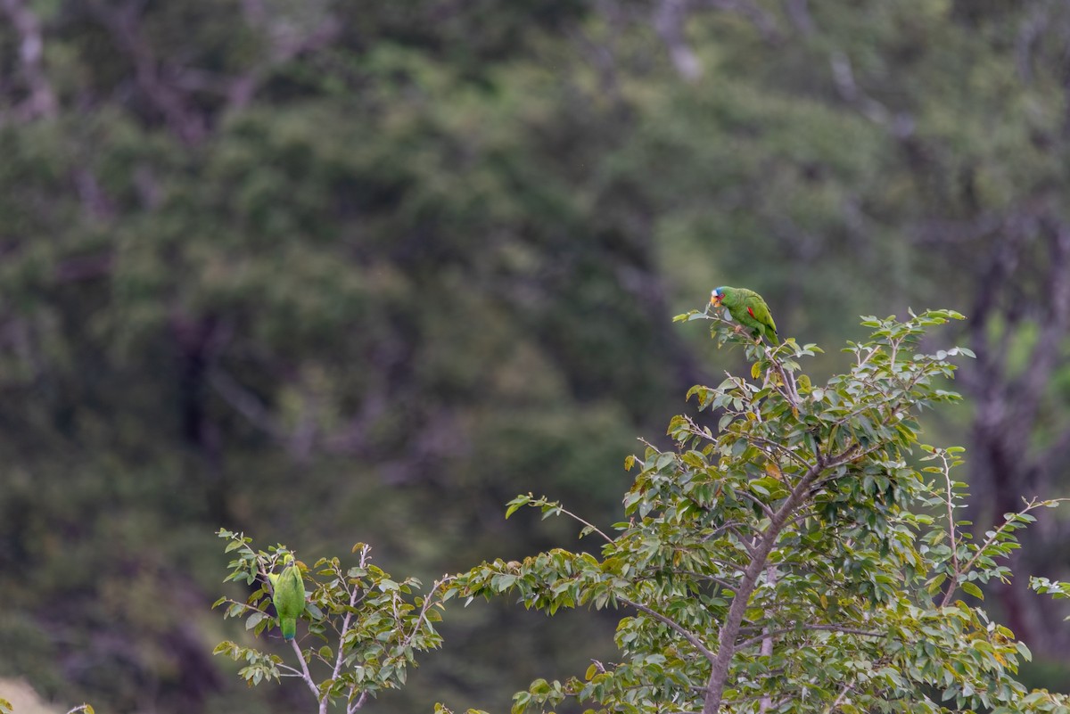 Белолобый амазон - ML647872220