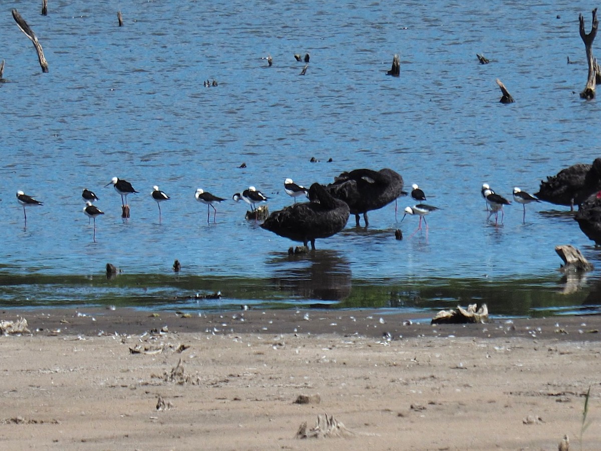 Австралийский ходулочник - ML647872221