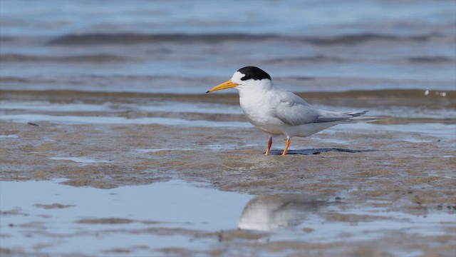 Australian Fairy Tern - ML647872222