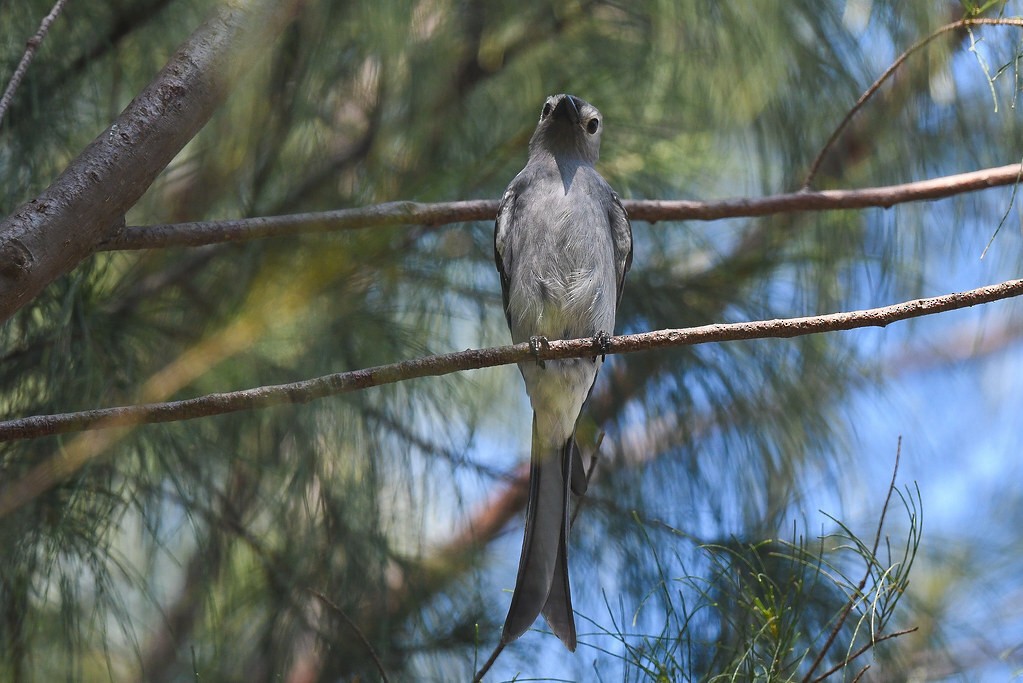 Пепельный дронго - ML647872223