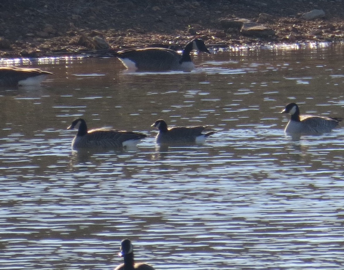 Малая канадская казарка - ML647872227