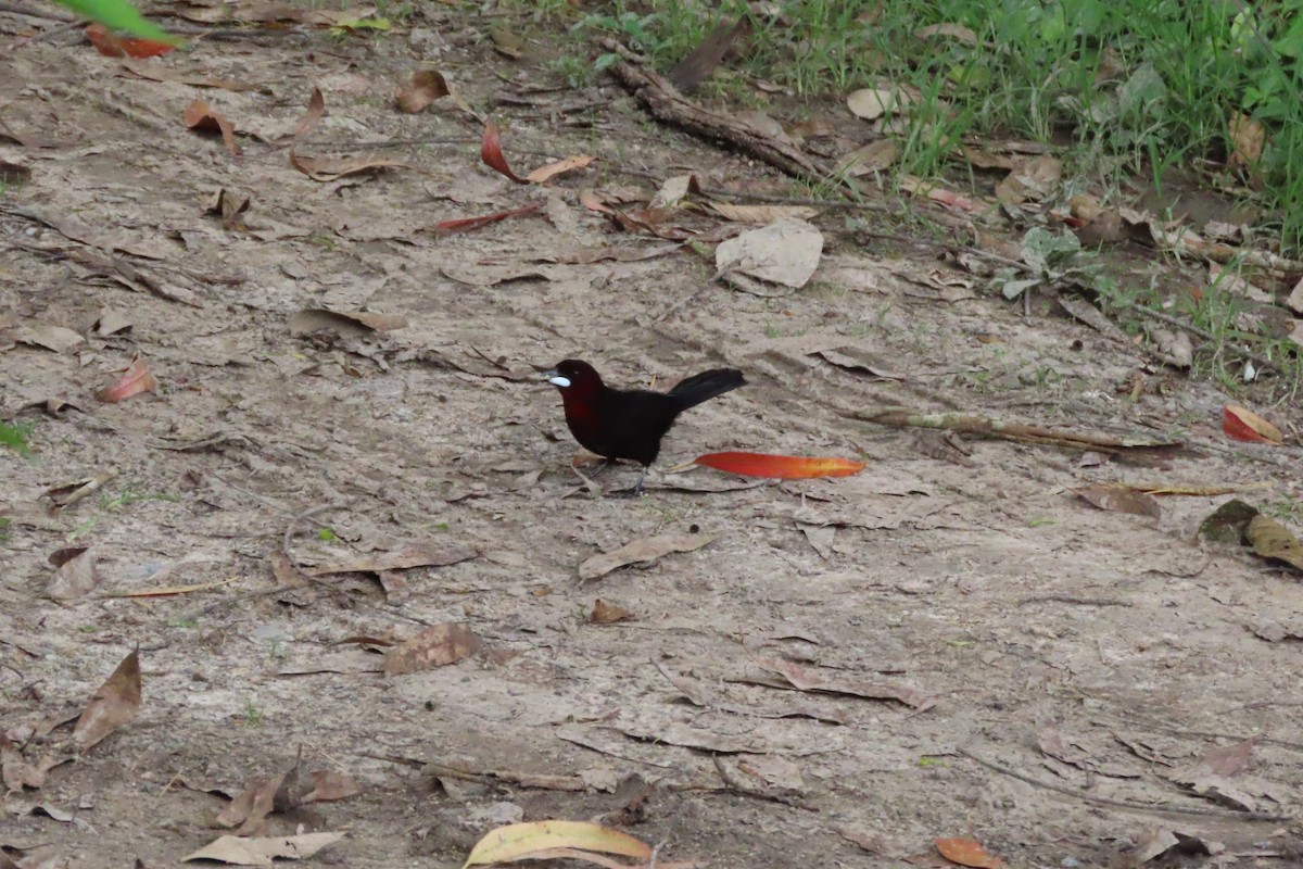 Пурпурный сереброклюв - ML647872232