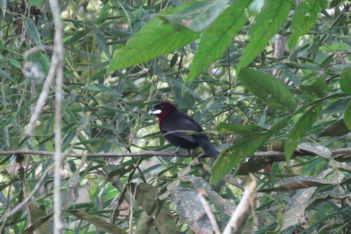 Пурпурный сереброклюв - ML647872233