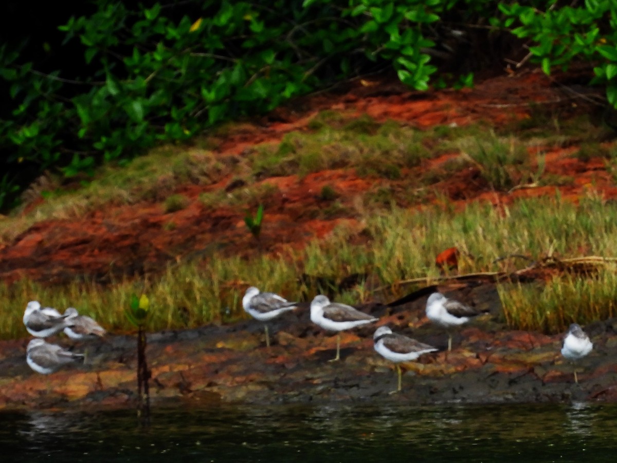 Common Greenshank - ML647872244