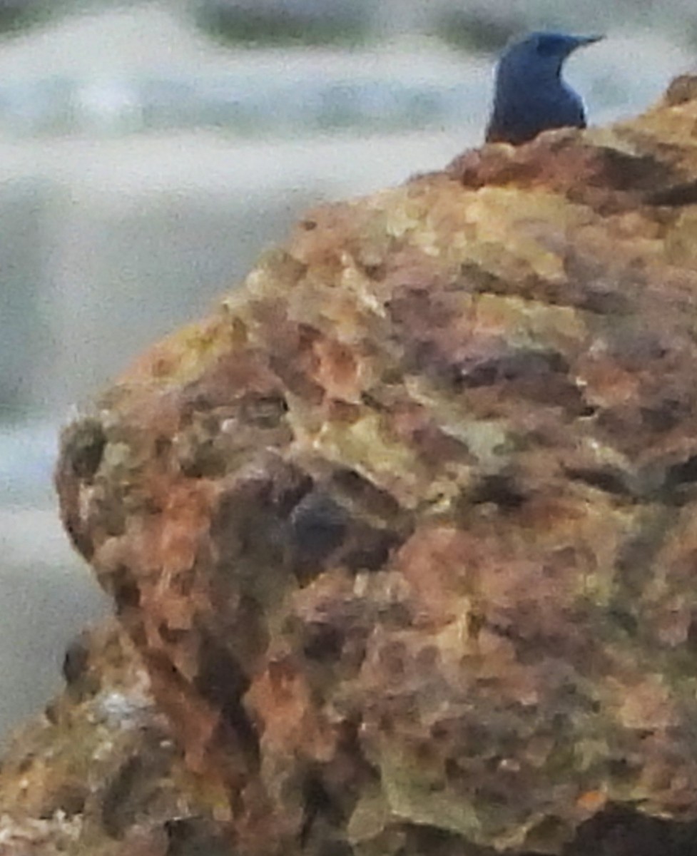 Blue Rock-Thrush - ML647872255