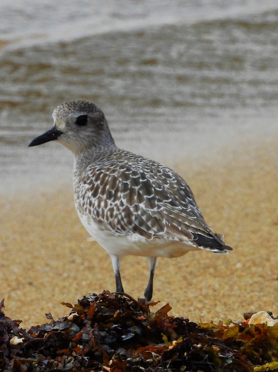 Black-bellied Plover - ML647872262