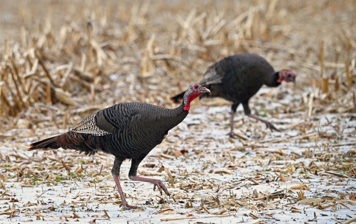 krocan divoký - ML647872264