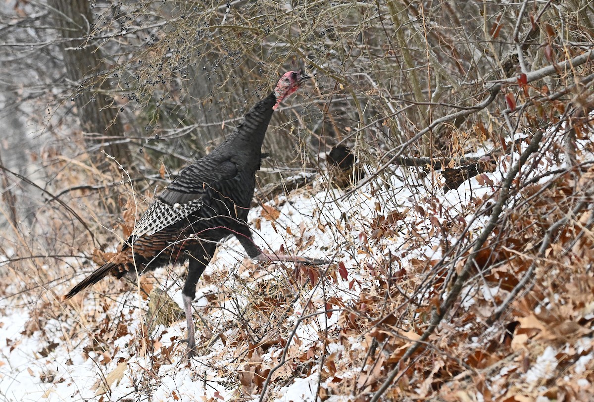 krocan divoký - ML647872265