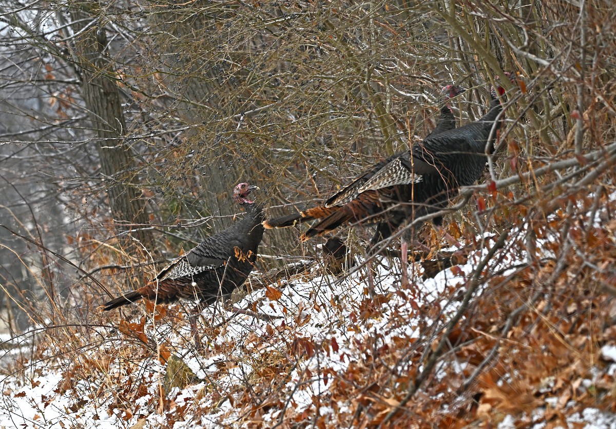 krocan divoký - ML647872266