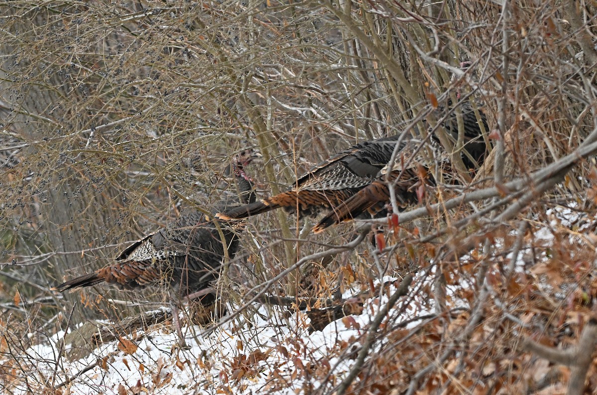 krocan divoký - ML647872267