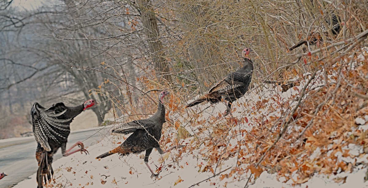 krocan divoký - ML647872268