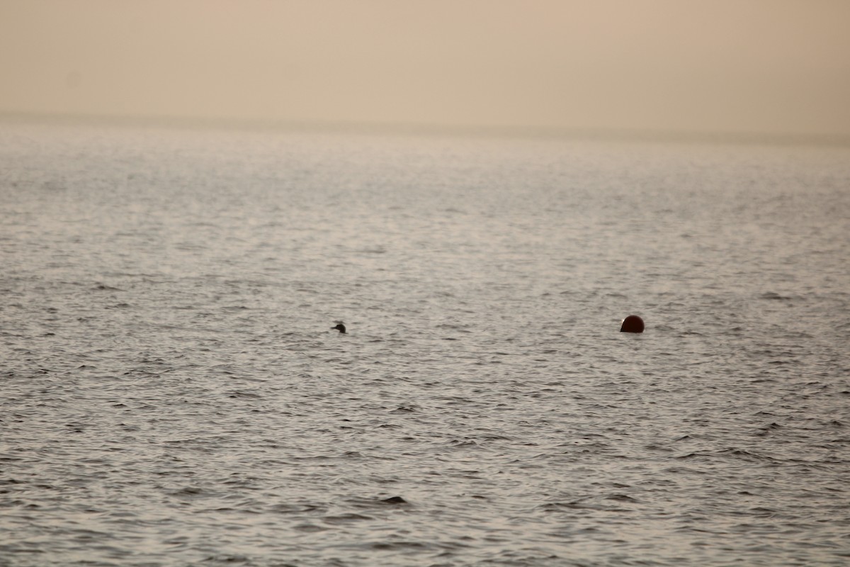 potáplice lední - ML647872282