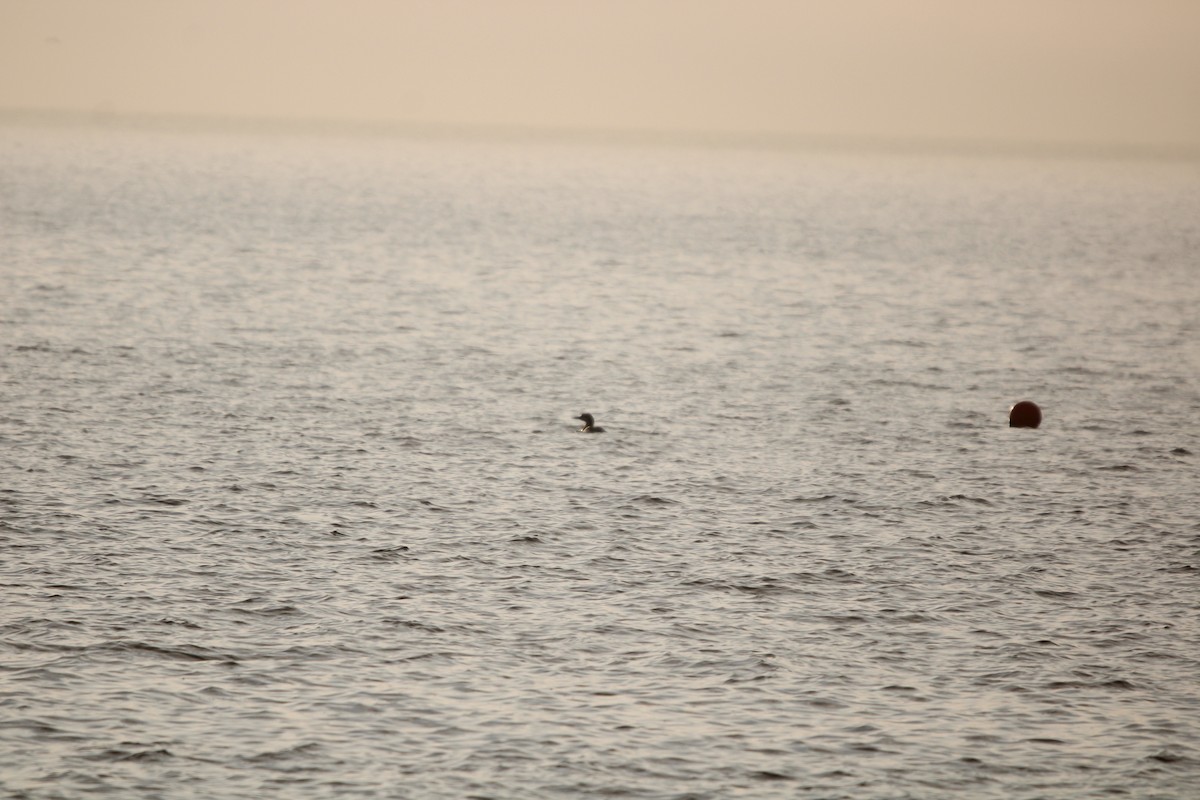 potáplice lední - ML647872283